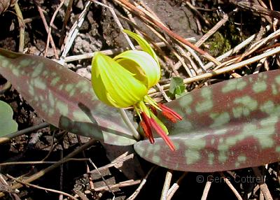 Trout Lily.jpg